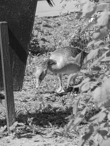 公园里的鹅以湖和路为背景。农场动物或牧场。关于背景的库存图片图片下载