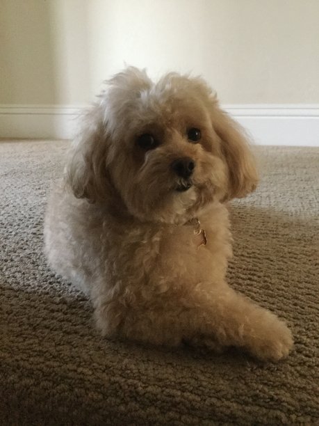 椰子树图片下载