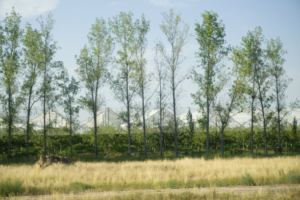 耕地的保护，田间的塑料遮阳篷，栅栏和大树成行图片下载