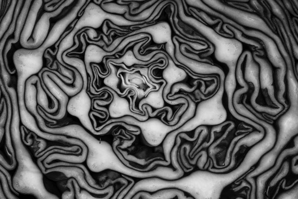 背景的蓝色卷心菜在削减。特写，俯视图。质地生紫甘蓝。黑色和白色图片下载