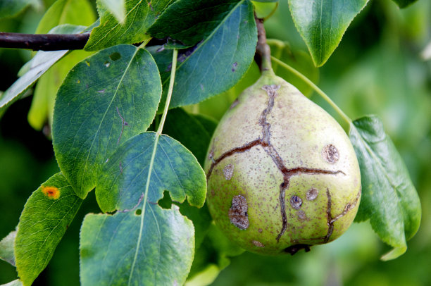 花园里生病的梨树。腐烂的绿梨果近景宏观概念。图片下载