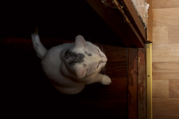 猫在黑暗与光明的边界上，在一间昏暗的房间里望着光亮图片下载