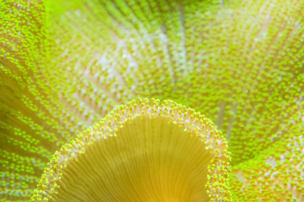 海葵珊瑚礁水下特写。热带珊瑚礁。麻藻，玉藻科，革质或软珊瑚图片下载