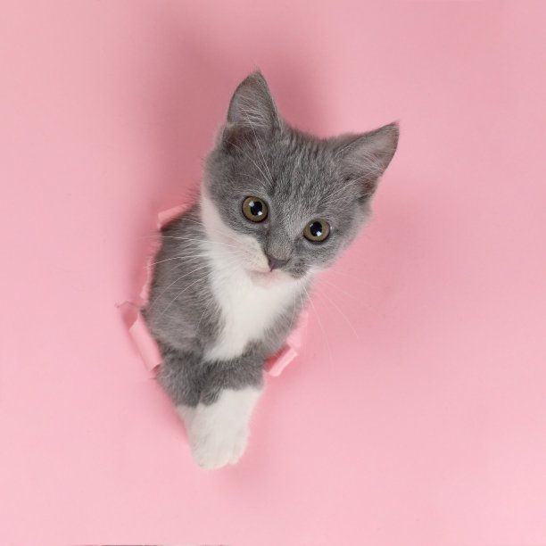 小猫正从粉红色纸上撕破的洞里往外看。顽皮的情绪凯蒂。不寻常的概念，复制空间。图片下载