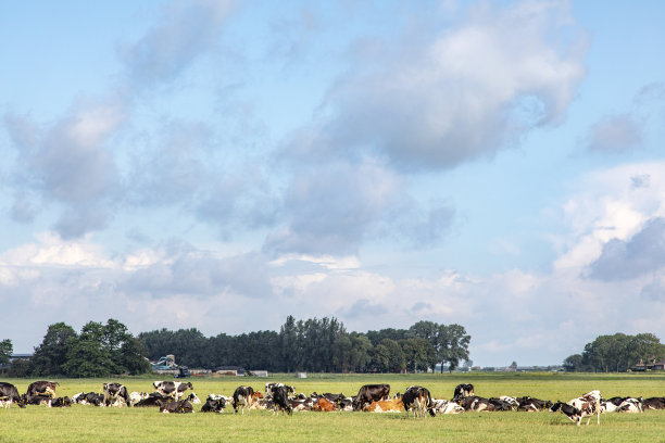 一群群奶牛躺在草地上吃草，宁静而阳光灿烂的荷兰山水平地上，蓝天白云，一览无余图片下载