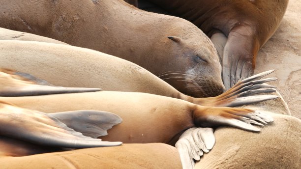 拉霍亚岩石上的海狮。野生耳海豹在太平洋附近的石头上休息。有趣懒惰的野生动物睡觉。在自然栖息地的受保护海洋哺乳动物，圣地亚哥，加利福尼亚，美国图片下载