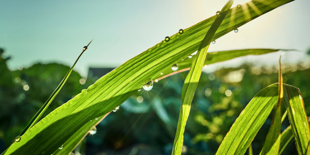 唯美的艺术形象，自然清新，复制空间。素材图片