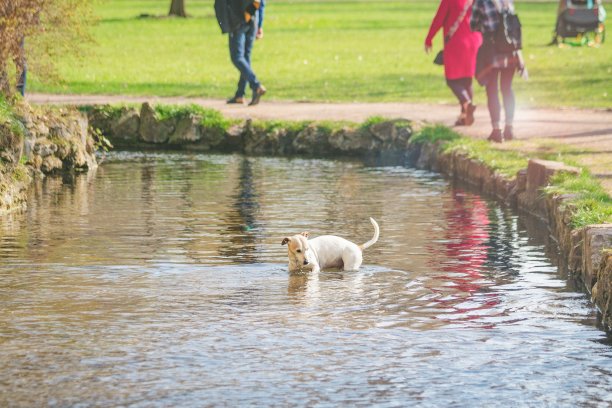 可爱的小狗在湖里洗澡。阳光明媚的春日，调色的照片图片下载