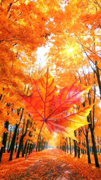 在秋天金色枫树的小巷模糊的背景上的红色枫叶的拼贴画图片下载