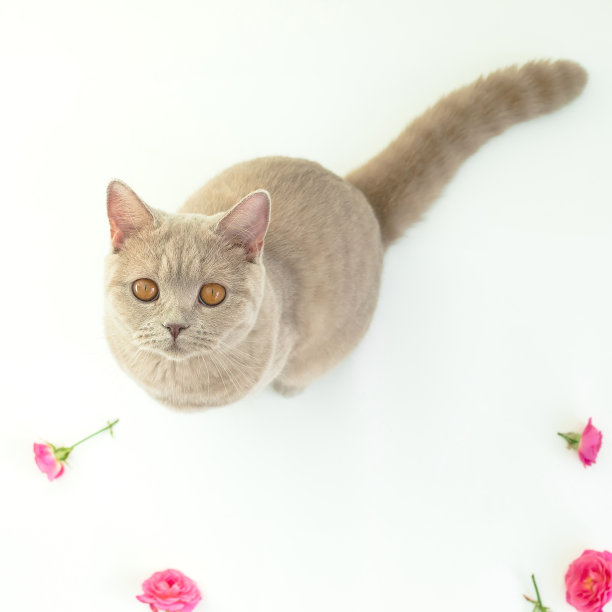 苏格兰猫看着照相机在白色。苏格兰猫和花图片下载