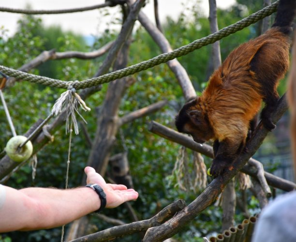 喂猴子图片下载