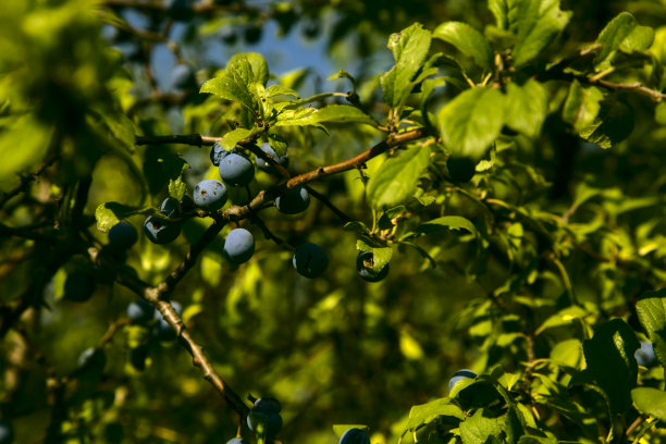 被树叶包围的树枝上的蓝莓图片下载