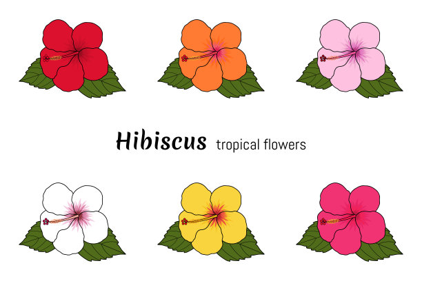 芙蓉热带花集。孤立在白色背景上。矢量插图。图片下载