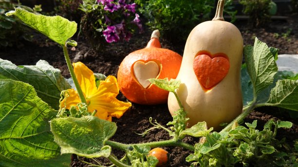 北海道南瓜和冬南瓜与交换的雕刻心形躺在土壤上图片下载
