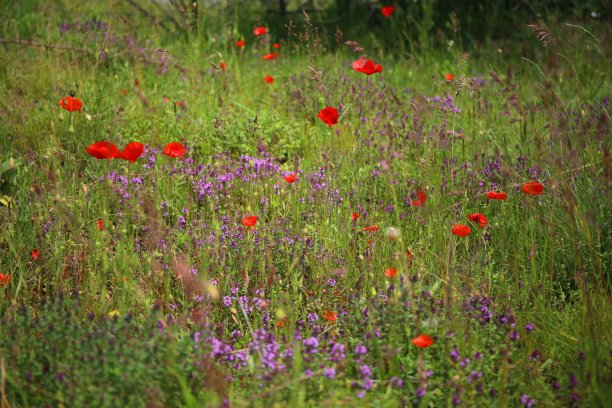 红色罂粟花图片下载