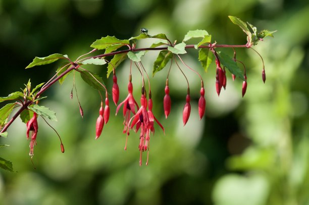 樱红色图片下载
