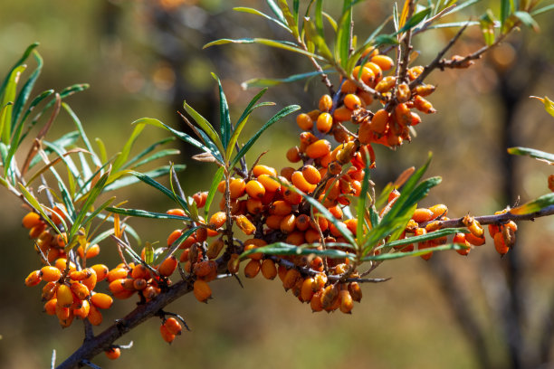 树上的沙棘浆果(沙棘)图片下载