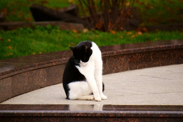 街上毛茸茸的猫。图片下载