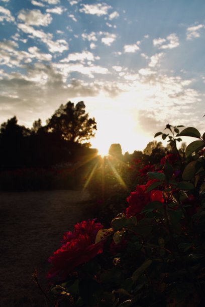 公园里被夕阳照亮的玫瑰园图片下载