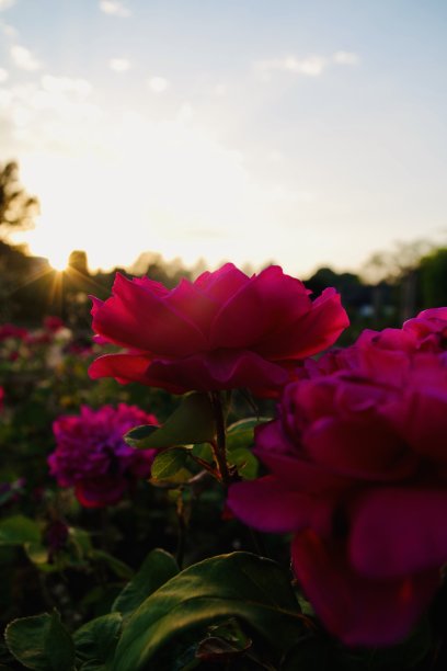 公园里被夕阳照亮的玫瑰园图片下载