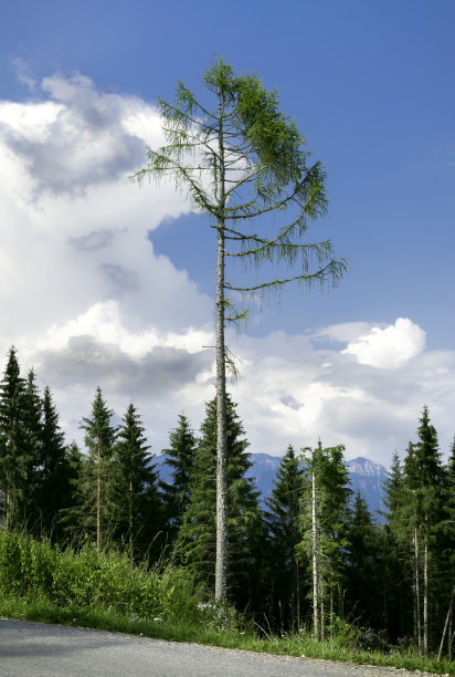 VAIA风暴对山地冷杉树的影响。西玛坎波，贝卢诺，威尼托，意大利图片下载