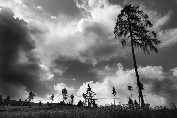 VAIA风暴对山地冷杉树的影响。西玛坎波，贝卢诺，威尼托，意大利图片下载