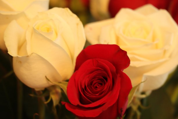 红玫瑰和白玫瑰图片下载