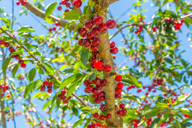 樱桃图片下载