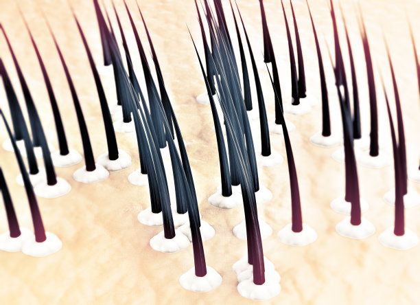 皮肤表面、毛发、毛发健康、毛发、脂肪、头皮屑、脱发。头发的结构图片下载