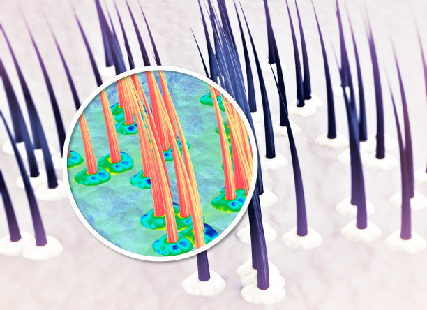 皮肤表面、毛发、毛发健康、毛发、脂肪、头皮屑、脱发。头发的结构图片下载
