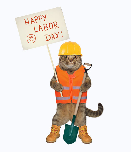 猫拿着铲子举着牌子图片下载