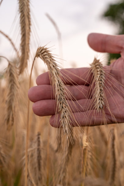 男性手握黄金黑麦图片下载