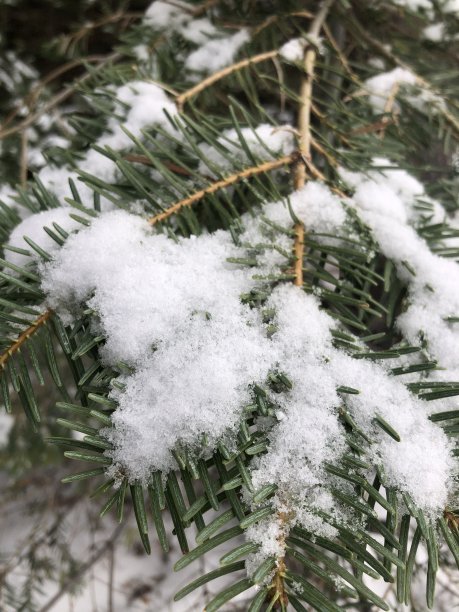 树枝上的雪图片下载