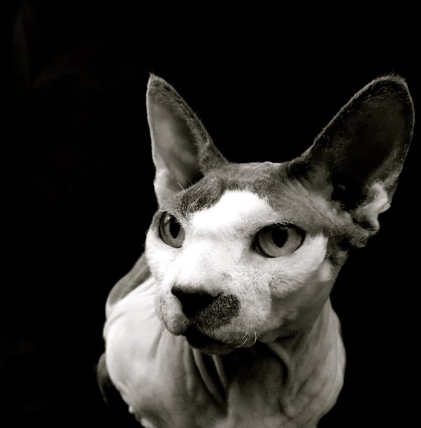 斯芬克斯猫，黑白相间图片下载