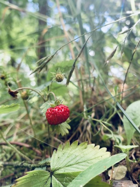 野草莓图片下载