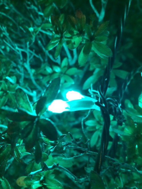 绿叶照亮了绿色的灯光图片下载