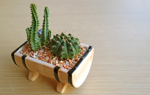 盆景迷你仙人城堡仙人掌和矮下巴仙人掌孤立在木桌上图片下载