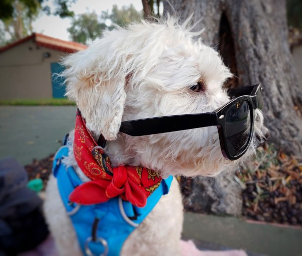 公园1的狗图片下载