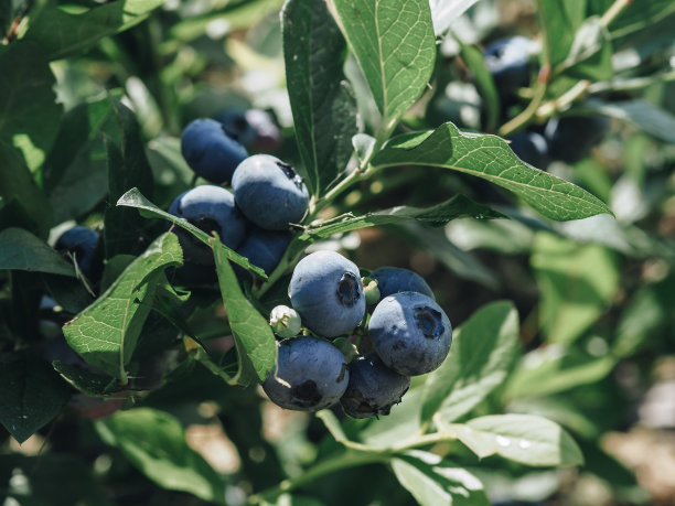 高大的蓝色浆果生长在灌木的树枝上。蓝莓是夏天的浆果。收割。蓝莓蓝莓。甜蜜的浆果。浆果生长在花园里。图片下载