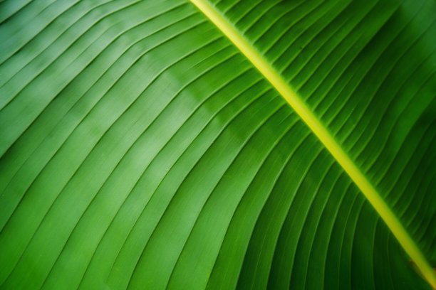 绿叶背景。图片下载