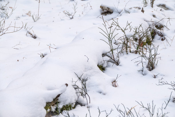森林里的绿草在雪下。一张户外冬季照片，木制森林和刚刚落下的雪。冬天的森林被白雪覆盖。新年或圣诞节景观。图片下载