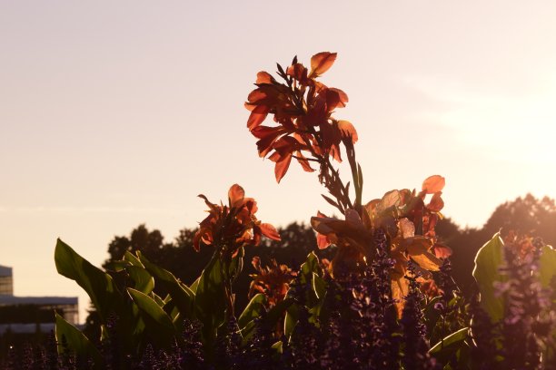 美丽的花在花园被日出照亮图片下载