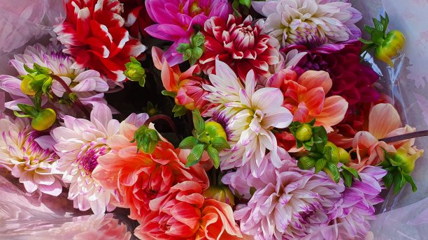 大丽花图片下载