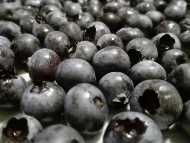 新鲜采摘的有机黑莓图片下载