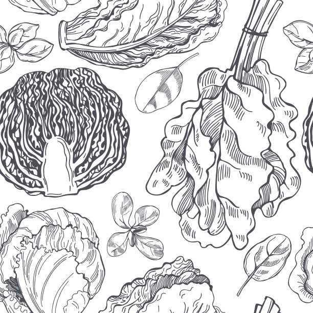 不同种类的莴苣。矢量模式。图片下载