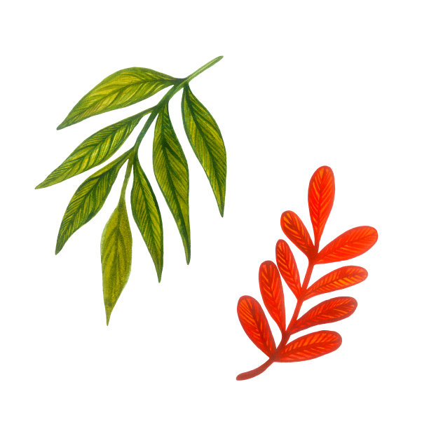 你好，秋天-五颜六色的树叶。红色和绿色的叶子。白色背景上的孤立元素。图片下载