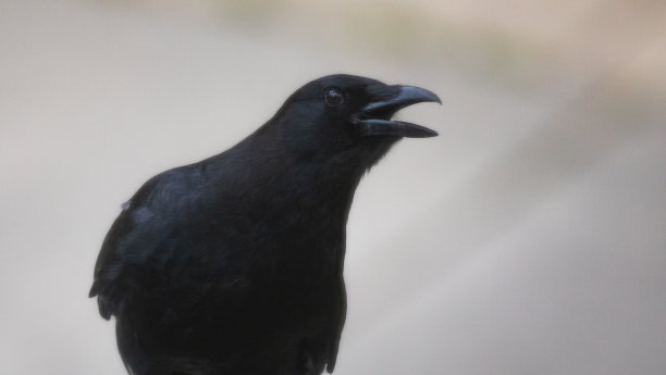 乌鸦森林里图片下载