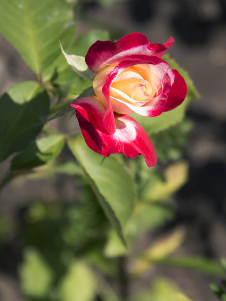 盛开的玫瑰在花园近景图片下载