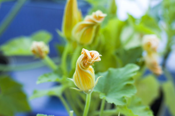 微距和特写植物和花，散景和自然背景，彩色照片图片下载