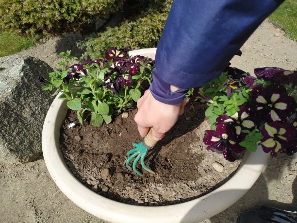 女孩在室外花园的一个大花盆里移植毛竹幼苗图片下载